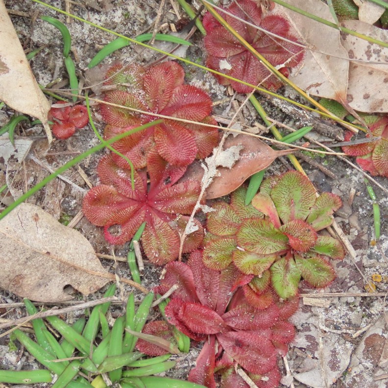 rosette sundew