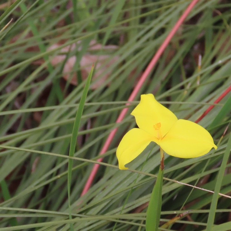 Yellow Autumn Lily