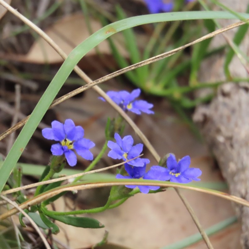 Native Cornflower