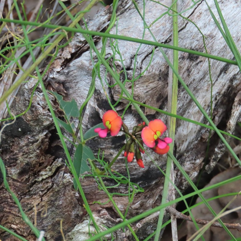Coral Pea