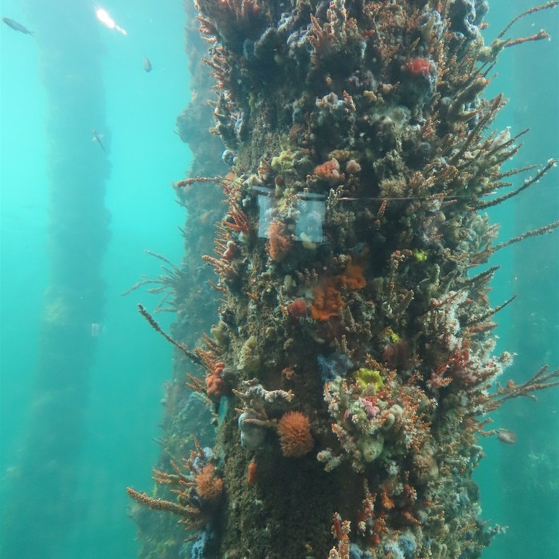 Busselton Jetty 4