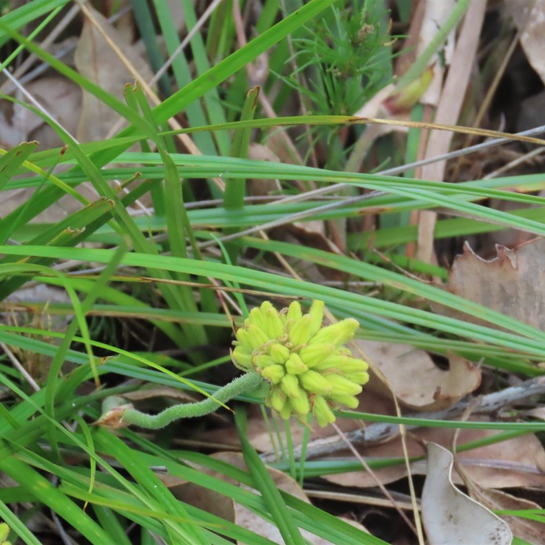 Yellow Kangaroo Paw