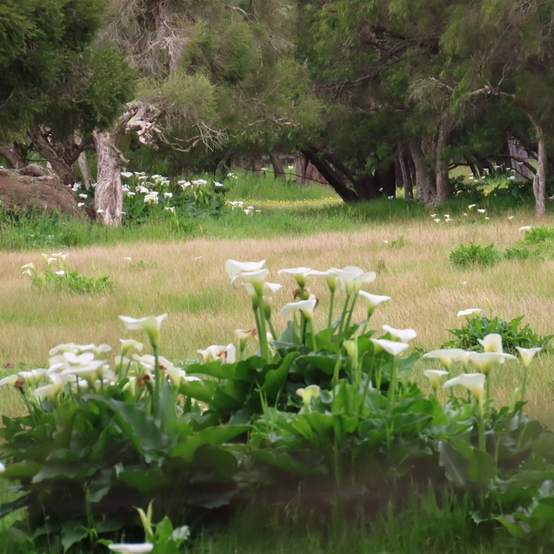 Lily's growing wild in paddocks everywhere