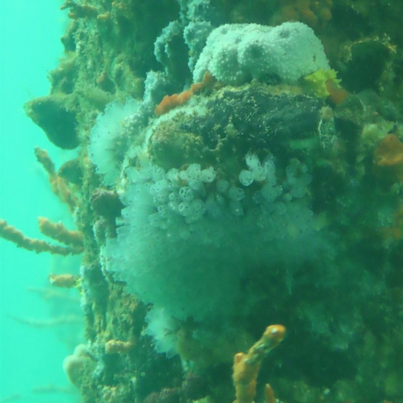 Busselton Jetty 6