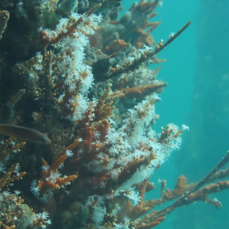 Busselton Jetty 8