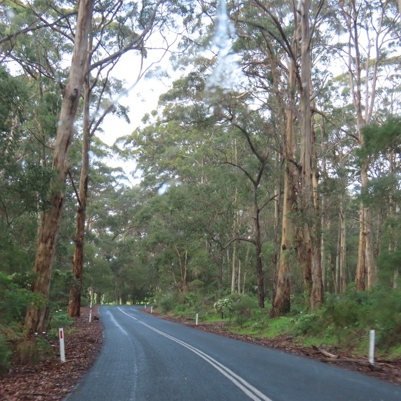 Boranup Forest Drive