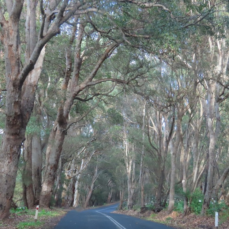 Boranup Forest Drive 2