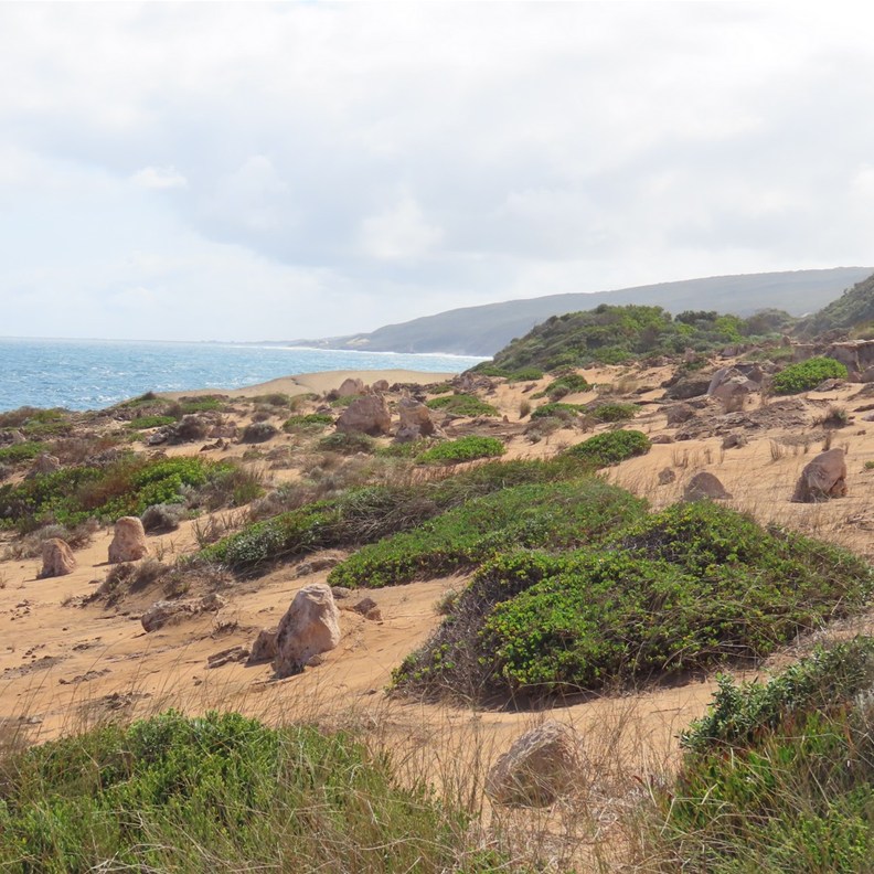 Skippy Rock 4