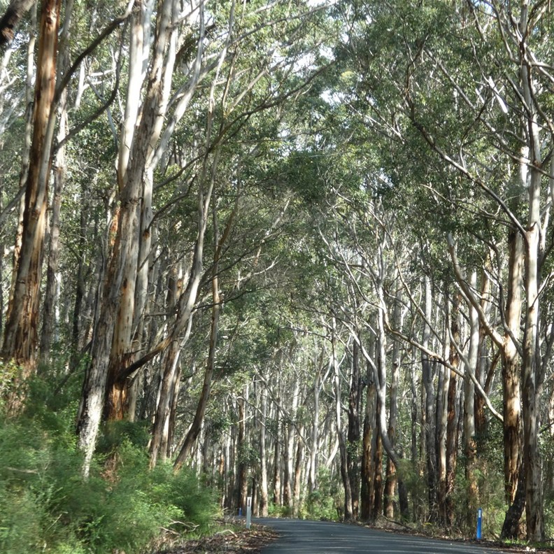 Tall Timbers