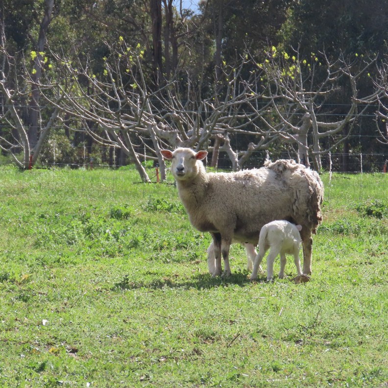 Sheep at Berry Farm
