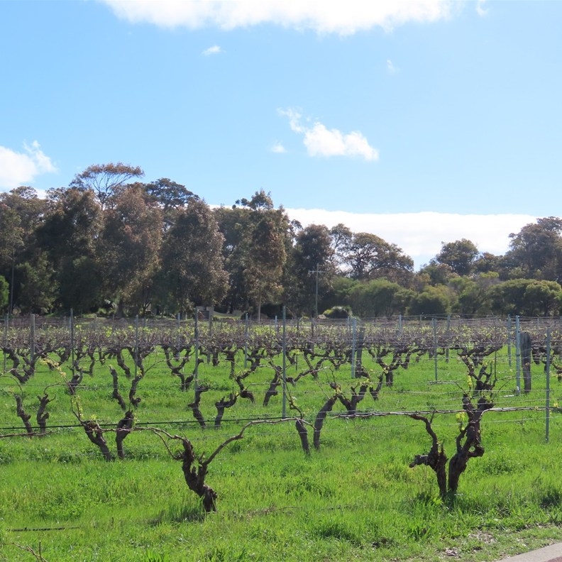 Amelia Park Winery 3