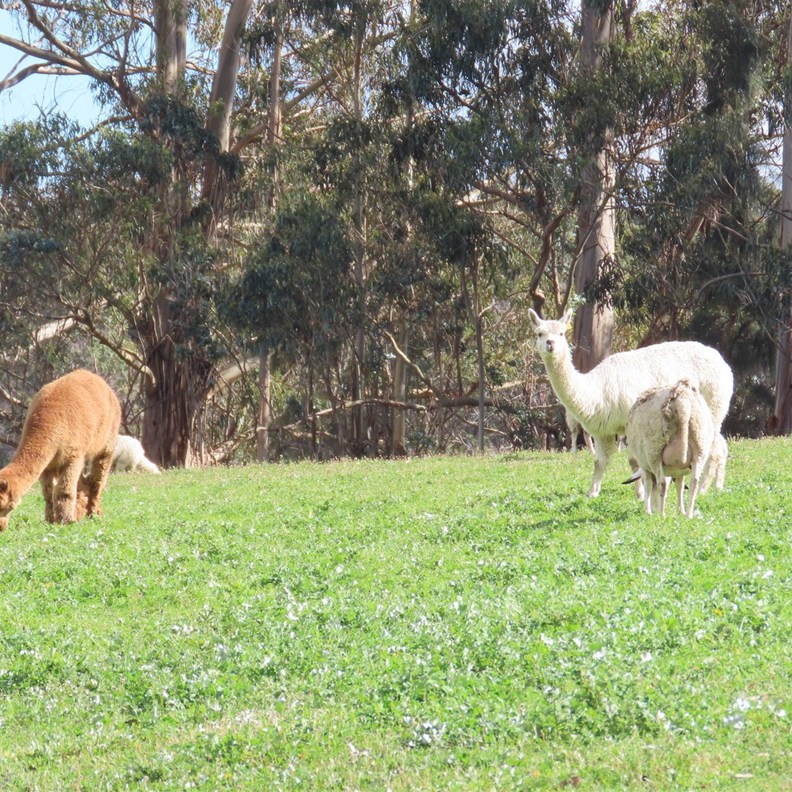 Alpacas at Berry Farm