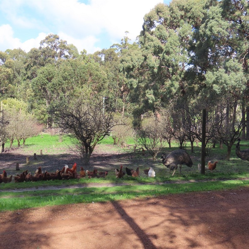 Chickens & Emu Berry Farm