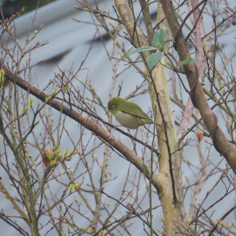 Silvereye