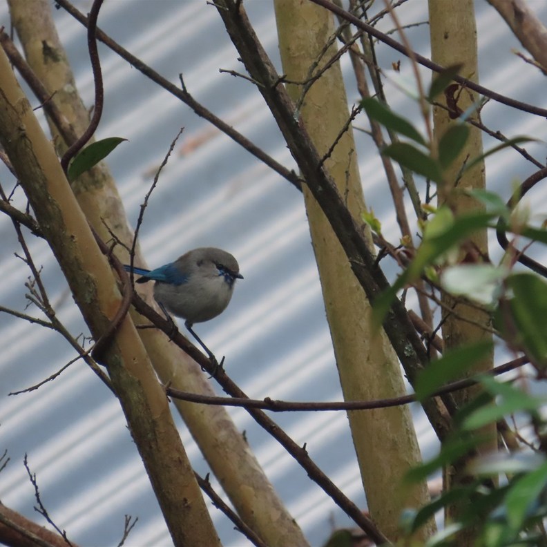 Blue Wren