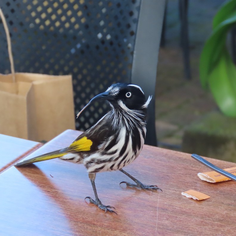 New Holland Honeyeater