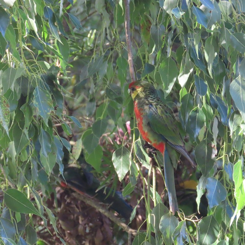 Red-capped Parrot
