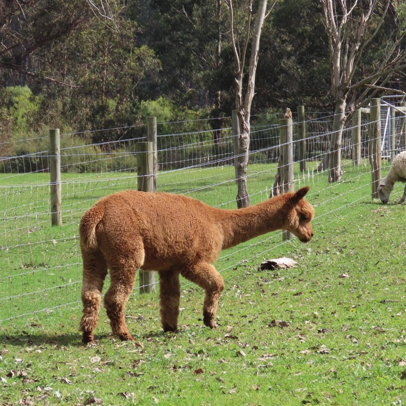 Alpaca