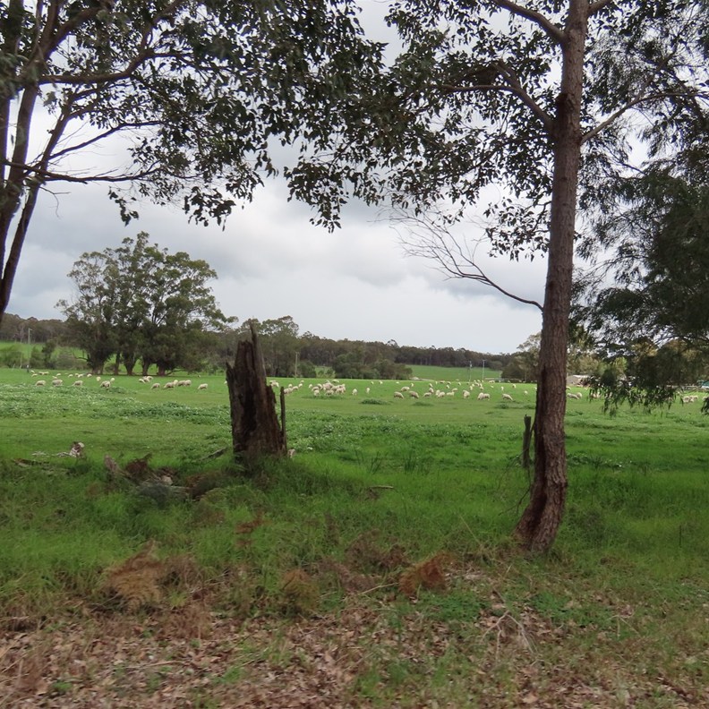 Road to Amelia Park