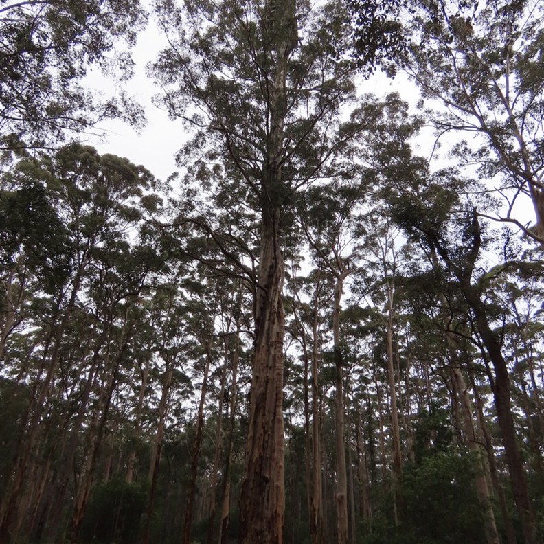 Diamond Tree Lookout