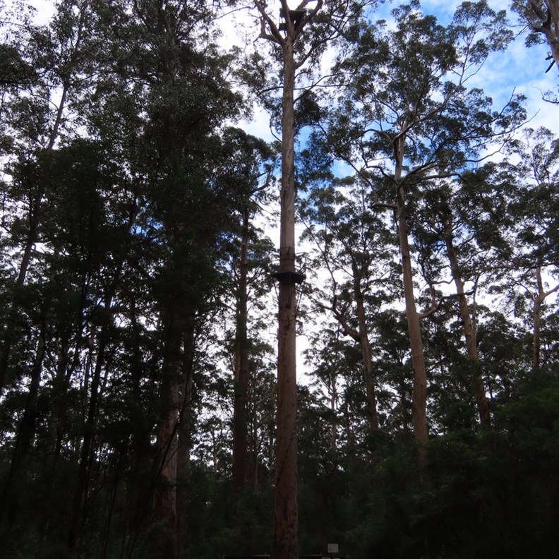 Dave Evans's Bicentennial Tree