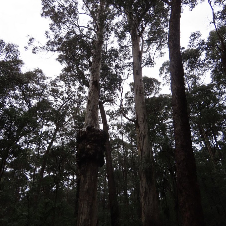 Marianne North Tree