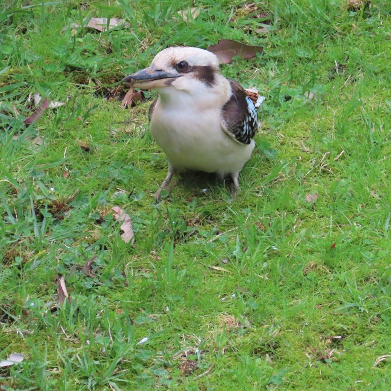 Morning Visitor