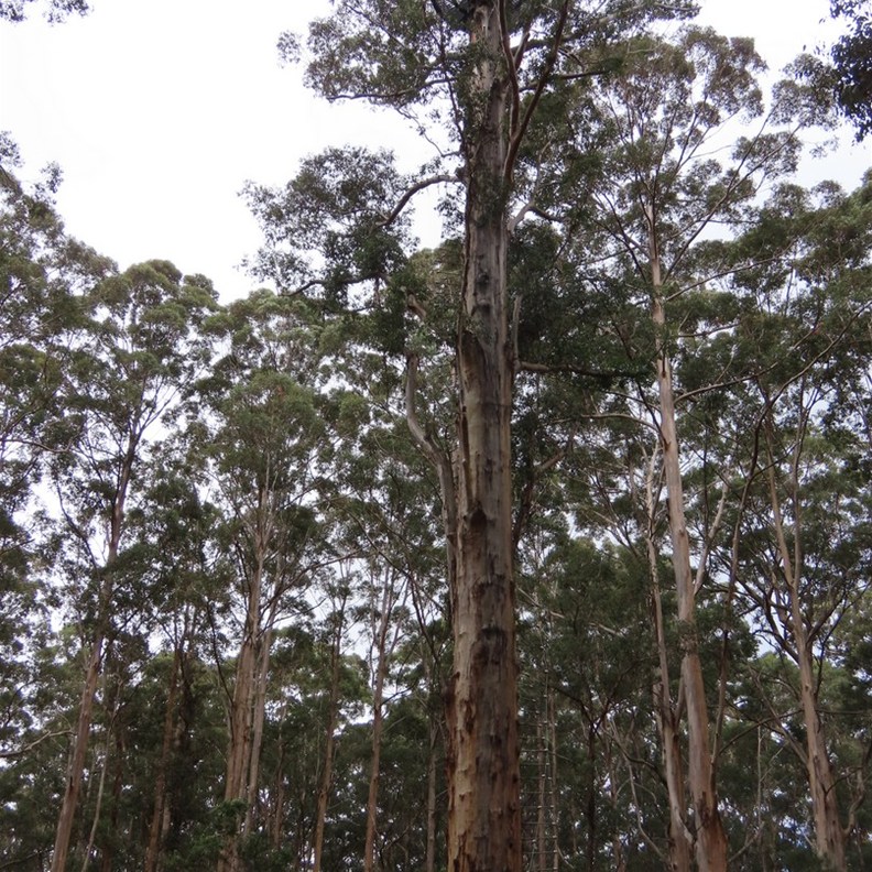 Gloucester Tree