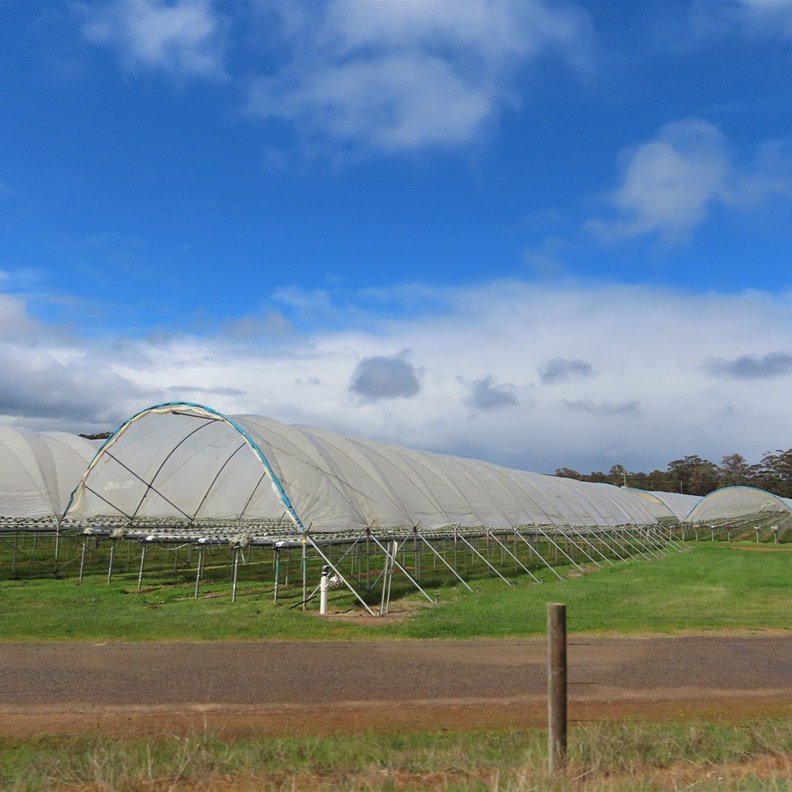 Strawberry Farm