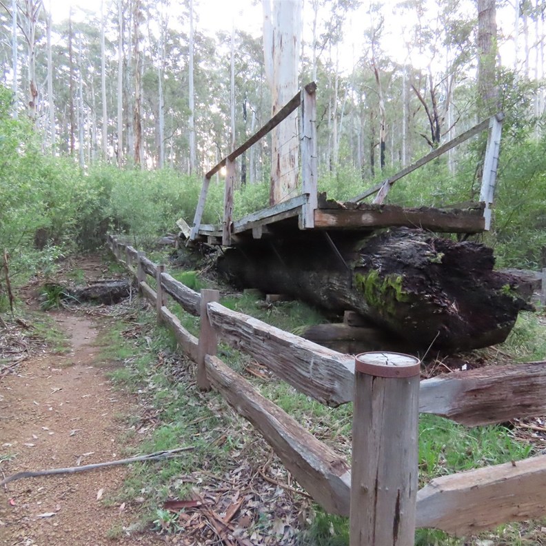 One Tree Bridge 4