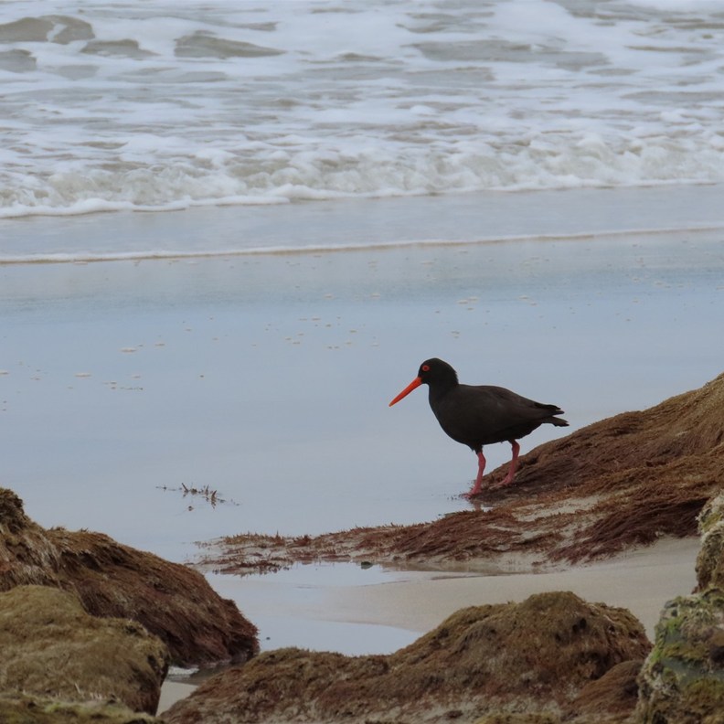 Sooty Oystercatcher