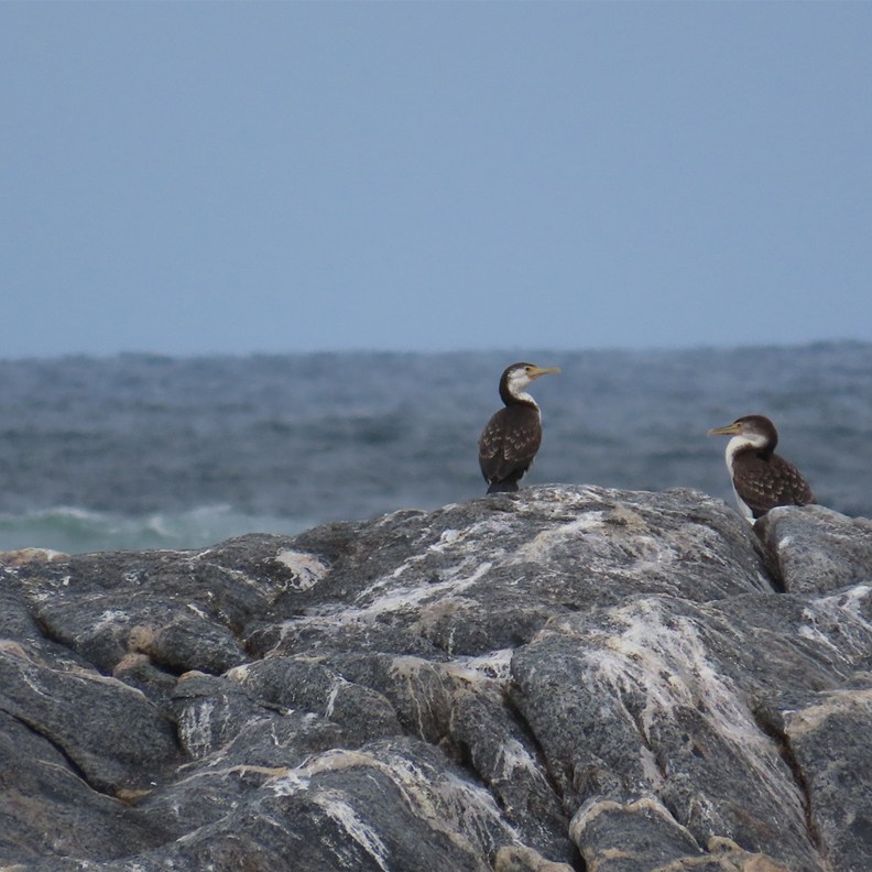 Little Pied Cormorants