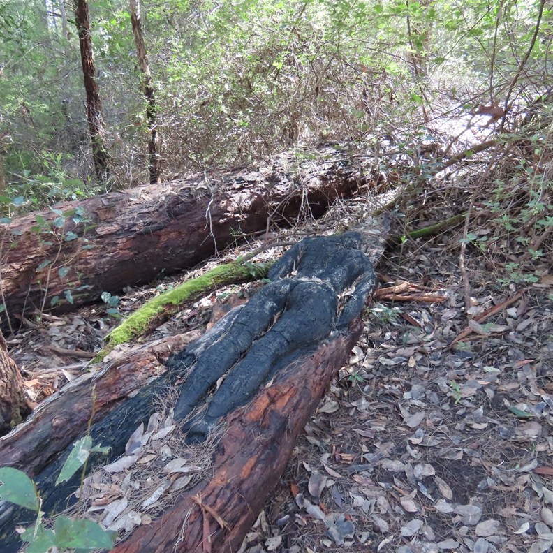 Understory Art & Nature Trail 4