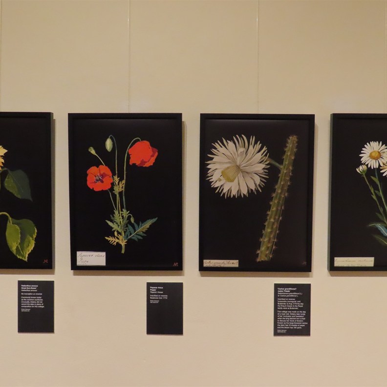 Botanical World of Mary Delany