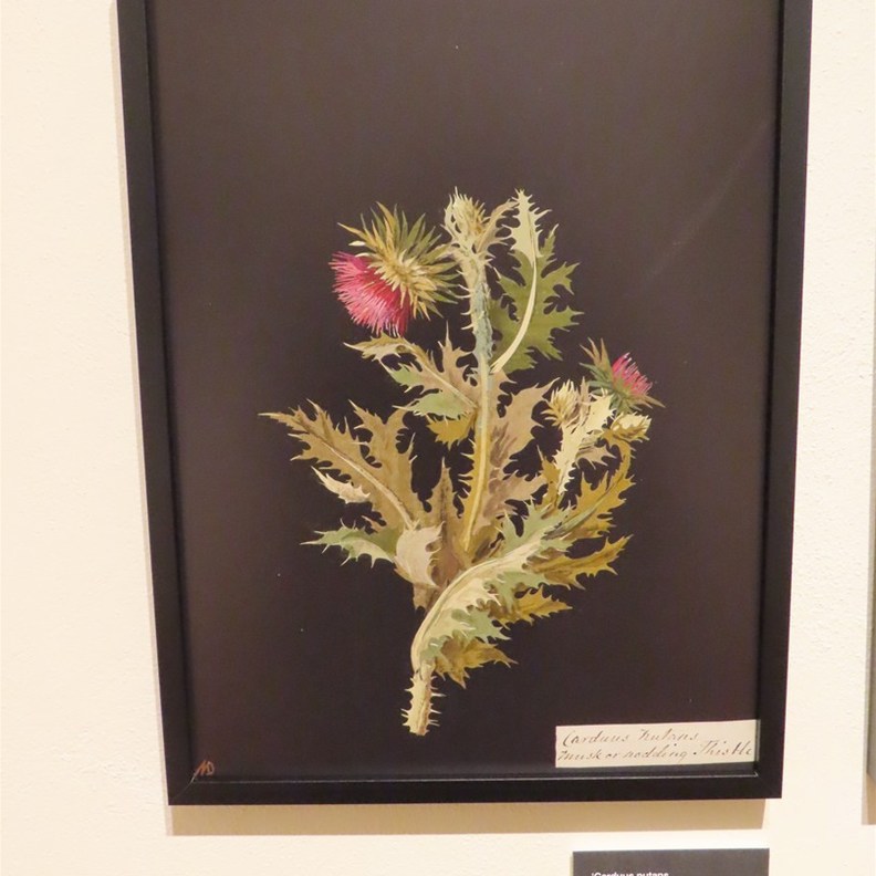 Botanical World of Mary Delany 3