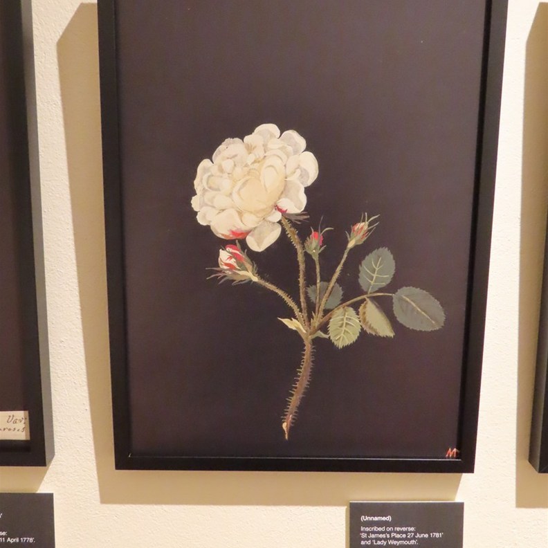 Botanical World of Mary Delany 4