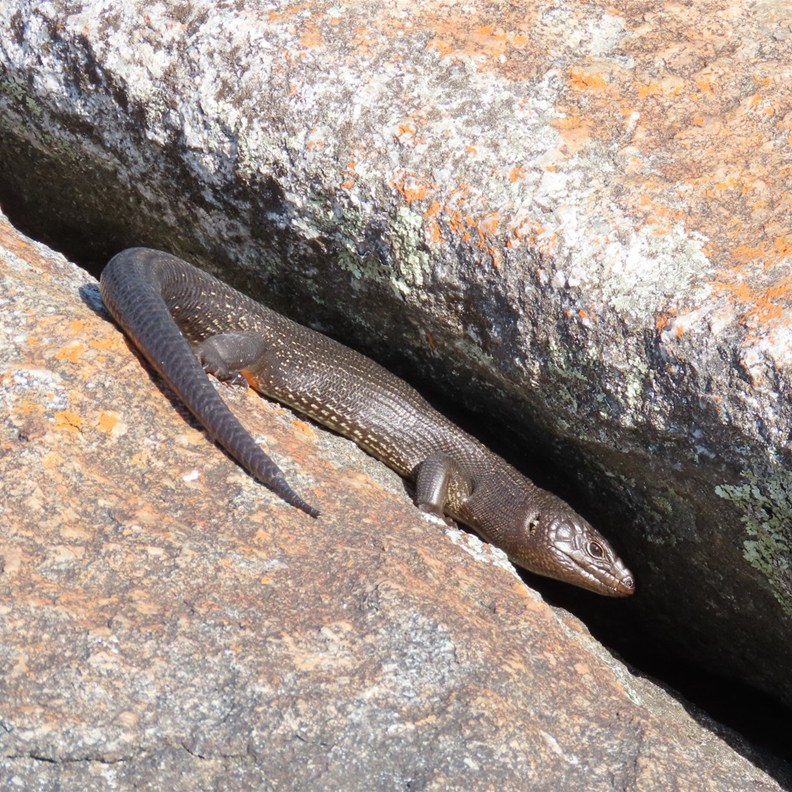 Cunningham's Skink