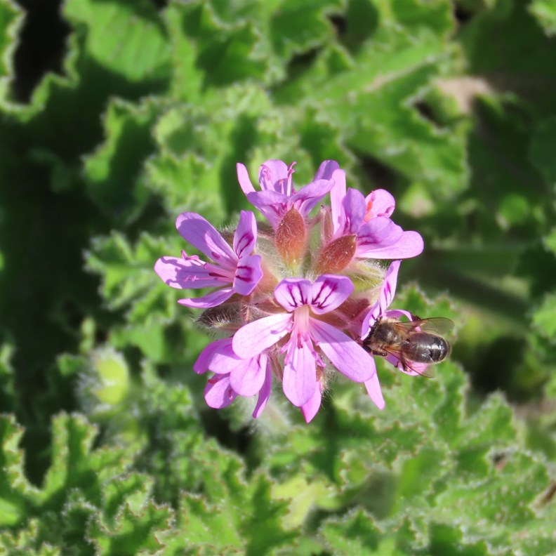 Bee