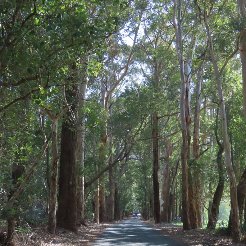 Road to Ocean Beach