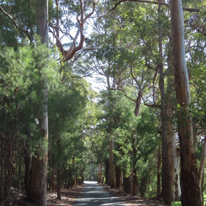 Road to Ocean Beach 2