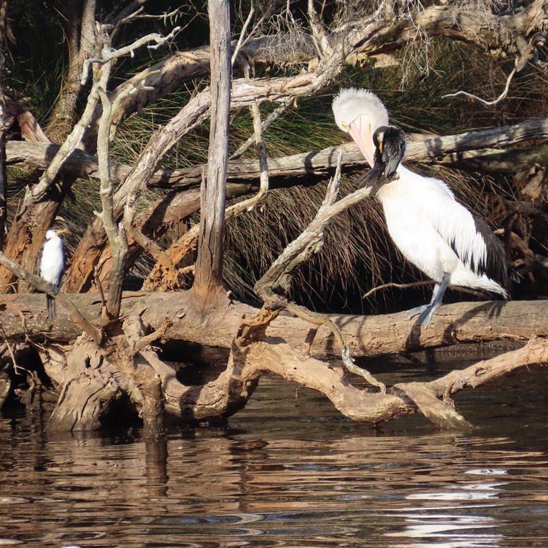 A Pelican and Little Pied Cormorants