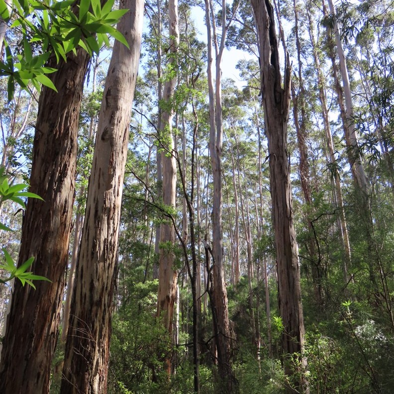 Harewood Forest Walk