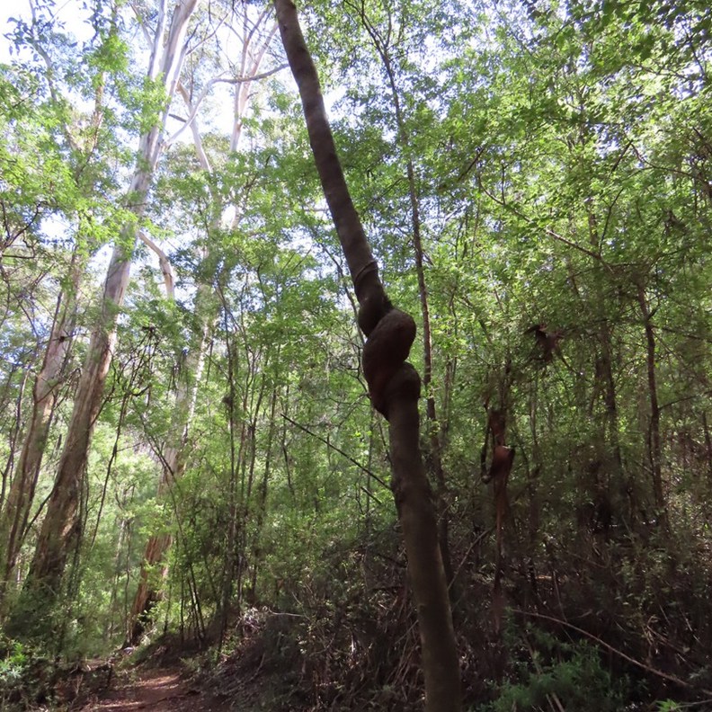 Harewood Forest Walk 4