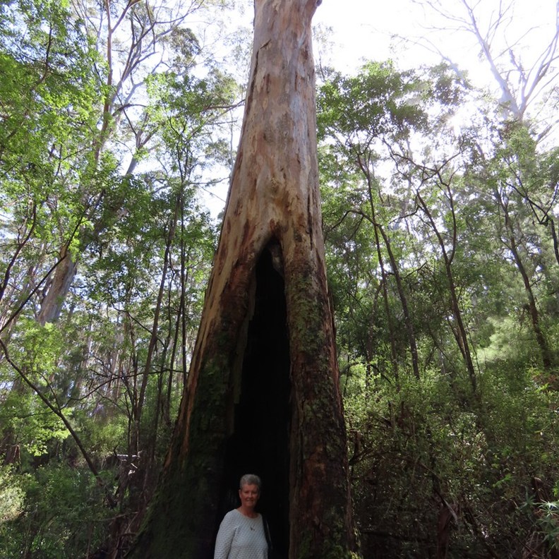 Harewood Forest Walk 5