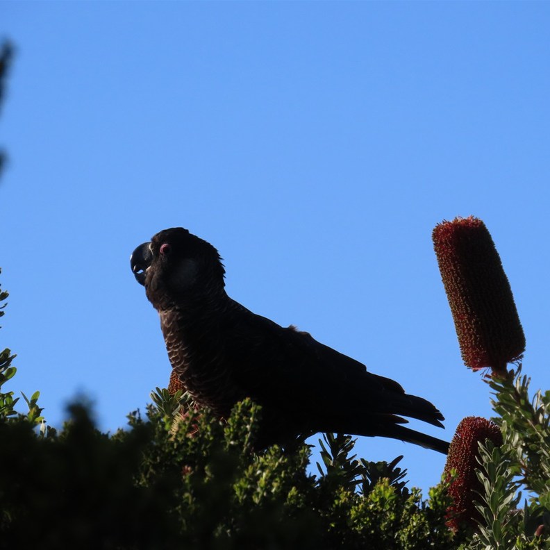 Black Cockatoo