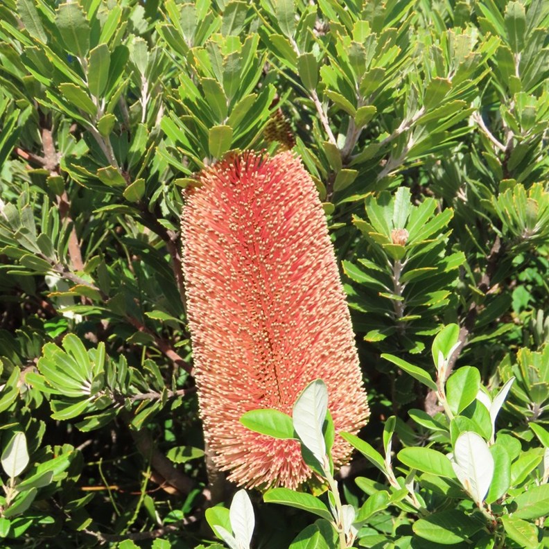 Banksia