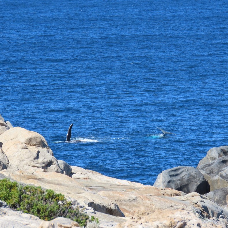 The Blowholes 4