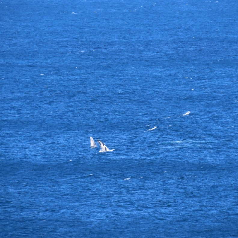 The Blowholes 5