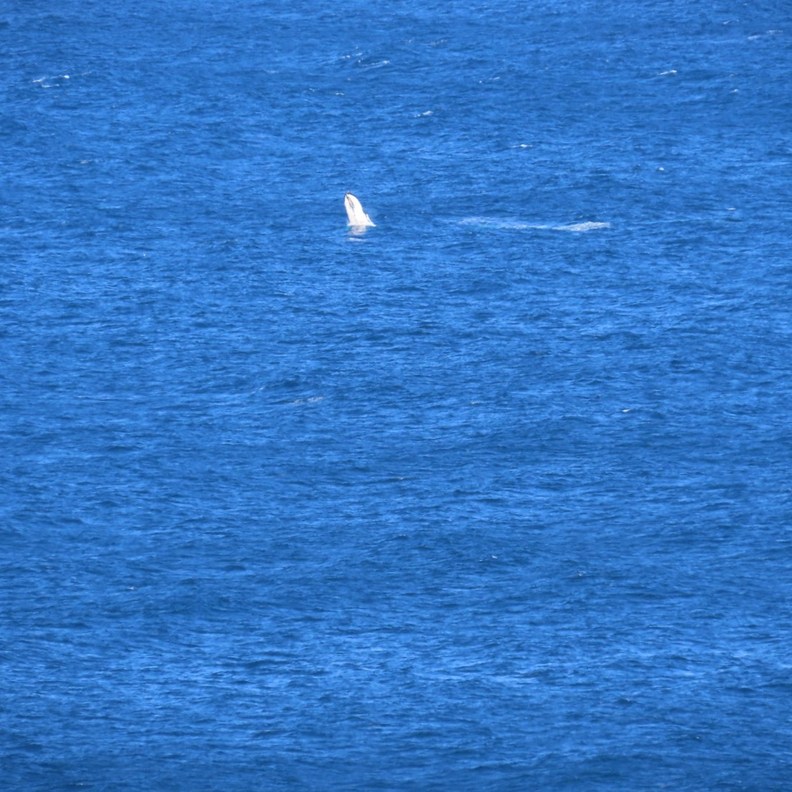 The Blowholes 6