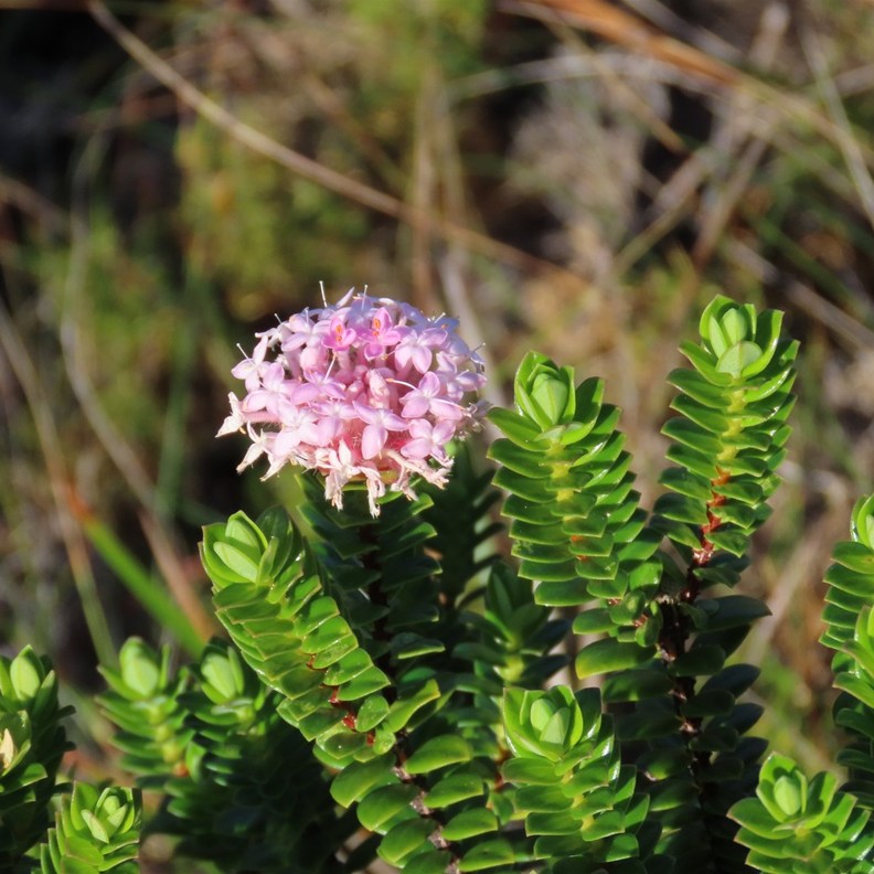 Pink Rice Flower